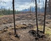 Burned vegetation and cut stumps in the foreground with bare ground