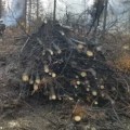 logs cut and piled with firefighter in white hard hat in top left corner monitoring a pile that is being burned.
