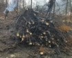logs cut and piled with firefighter in white hard hat in top left corner monitoring a pile that is being burned.