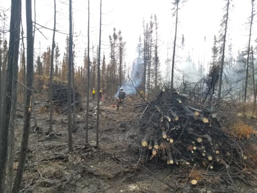 logs and brush stacked and piled for burning
