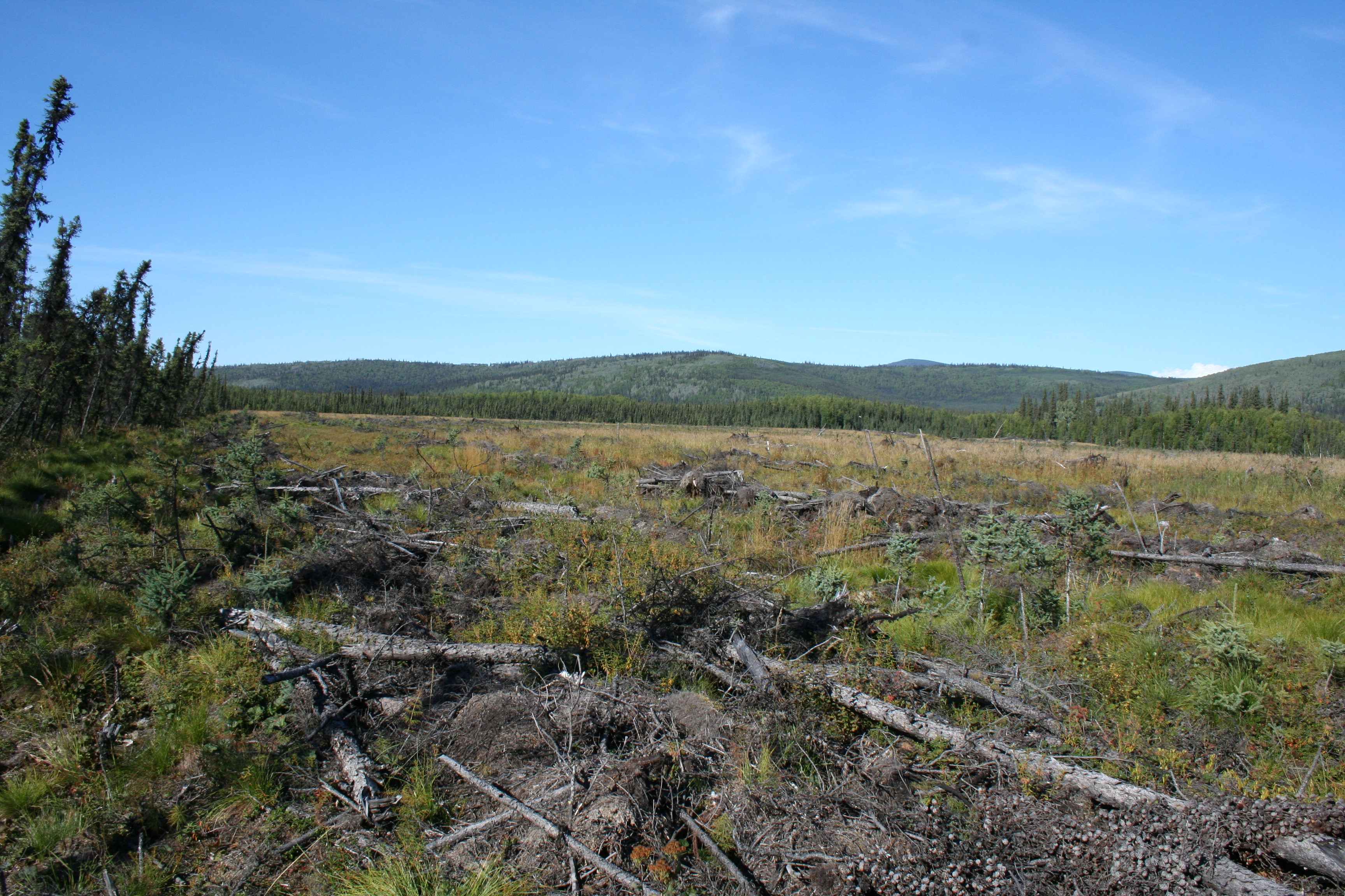 A photo of a very thickly wooded area with a large, meadow like clearing between sections of the woods to stop a fire from progressing and provide firefighters a space to work out of defensively.