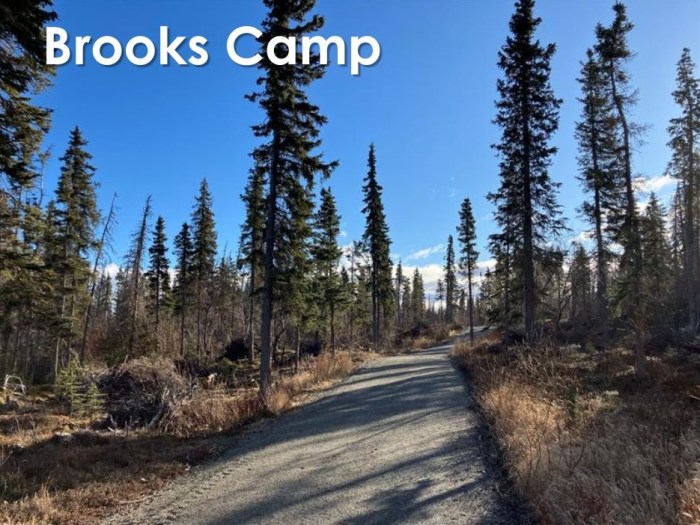 a dirt road in the middle of a forest with trees on either side. The trees and grass are snow free and fuels look dry.