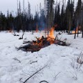 Woody debris pile on fire in a wooded forest with snow on the ground.