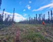 Two wildland firefighters dressed in protective clothing and hard hats stand on opposite sides of a large swath of forest that's been cleared to create a fire break.