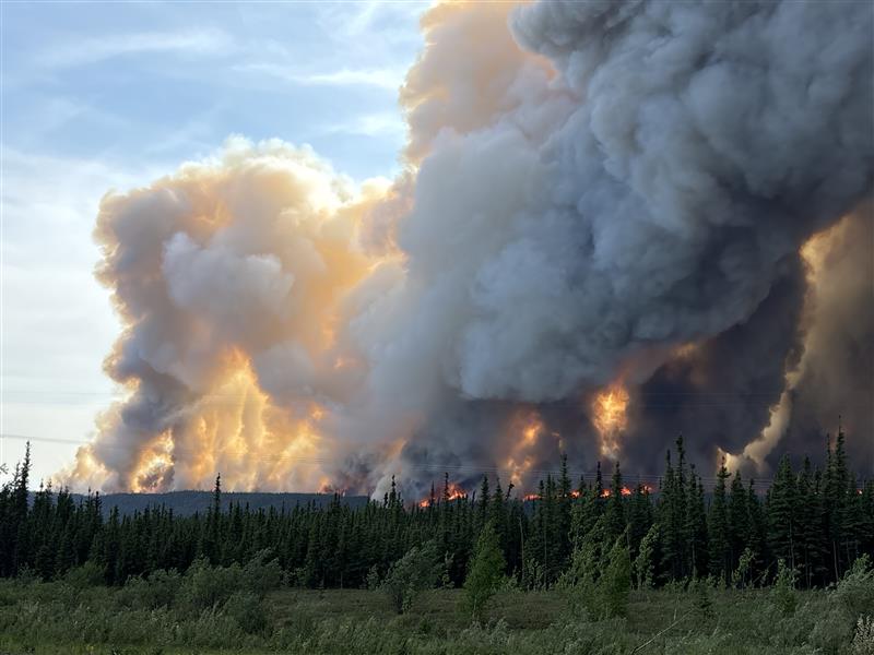 Trees with smoke and flames in background