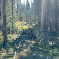 Two wildland firefighters work to clear brush and logs from a gap in a forested area created by other firefighters to create an indirect containment line.
