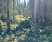 Two wildland firefighters work to clear brush and logs from a gap in a forested area created by other firefighters to create an indirect containment line.
