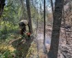 A wildland firefighter wearing a protective equipment uses a chainsaw to cut down a tree in a forested area.
