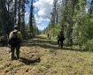 Firefighters are working to enhance the lines around the Native Alaska Allotments. Two allotments are on the right and the left of the photo and lined with tall spruce trees. In between the allotments, four firefighters are shown walking . They have full protective gear on and the two closest are carrying hand tools. The sky at the top of the photo is blue and half filled with fluffy white clouds.