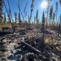 Brown and gray logs scatter the ground. Some trees remain standing but they are sparse. The sky is bright blue and the sun shines brightly over the forest.