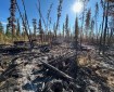 Brown and gray logs scatter the ground. Some trees remain standing but they are sparse. The sky is bright blue and the sun shines brightly over the forest.