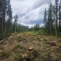 Fireline created by crews. Shows some stumps in a long clearing between tall stands of spruce.