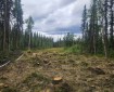 Fireline created by crews. Shows some stumps in a long clearing between tall stands of spruce.