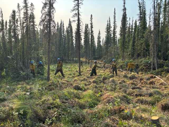 Firefighters work within a timbered area adjacent to a wildfire. The fire is not visible. 6 firefighters in blue hard hats are moving brush away from the fire.