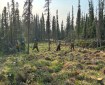 Firefighters work within a timbered area adjacent to a wildfire. The fire is not visible. 6 firefighters in blue hard hats are moving brush away from the fire.