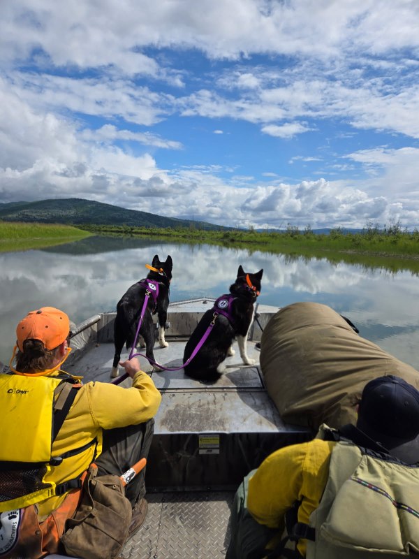 Two black dogs sit at the bow of a boat on purple leashes held by their handler in a yellow shirt and personal flotation devise, looking over the river towards mountains in the distance.