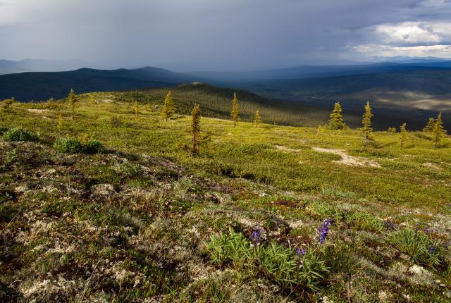 Gentle rolling hills of tundra with a few trees and clouds in the background. 