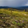 Gentle rolling hills of tundra with a few trees and clouds in the background.