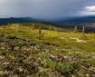 Gentle rolling hills of tundra with a few trees and clouds in the background.