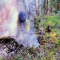 A firefighter wears a yellow nomex shirt and blue helmet with a mosquito net draped over it. They use a hand tool to dig into a smouldering area of duff in the ground. They are surrounded by green forested area.