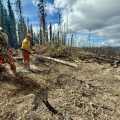 Two firefighters stand in a partially cleared area of forest on the hillside. The remaining trees appear to have been charred by fire. one firefighter removes sawed tree limbs out of the way as the other firefighter uses a chainsaw to buck a downed tree.