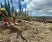 Two firefighters stand in a partially cleared area of forest on the hillside. The remaining trees appear to have been charred by fire. one firefighter removes sawed tree limbs out of the way as the other firefighter uses a chainsaw to buck a downed tree.