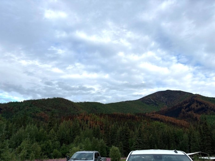 Picture shows a hillside with blackened area where fire has burned. Green trees remain in unburned areas.