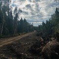 Dozer line and berms shown with black spruce trees and cloudy sky shown in the backgroud.