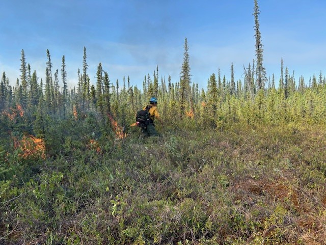A firefighter in full protective gear is putting fire on the ground with a drip torch. The front portion of the photo is in low green vegetation and behind the line of low fire are sparse spruce trees. The sky above is clear and blue.