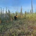 A firefighter in full protective gear is putting fire on the ground with a drip torch. The front portion of the photo is in low green vegetation and behind the line of low fire are sparse spruce trees. The sky above is clear and blue.