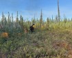 A firefighter in full protective gear is putting fire on the ground with a drip torch. The front portion of the photo is in low green vegetation and behind the line of low fire are sparse spruce trees. The sky above is clear and blue.