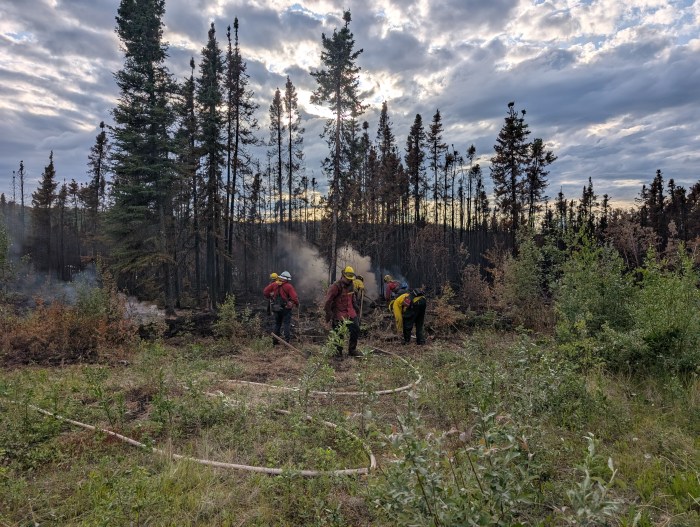 A group of wildland firefighters in a forest working to dig up and bury hot spots and ashes