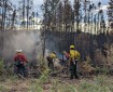 A group of firefighters work to put out ground smokes on the edge of burnt black spruce forest.