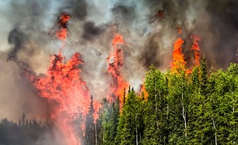 Three firefighters stand in the foreground as trees torch on the left, with green trees on the right.
