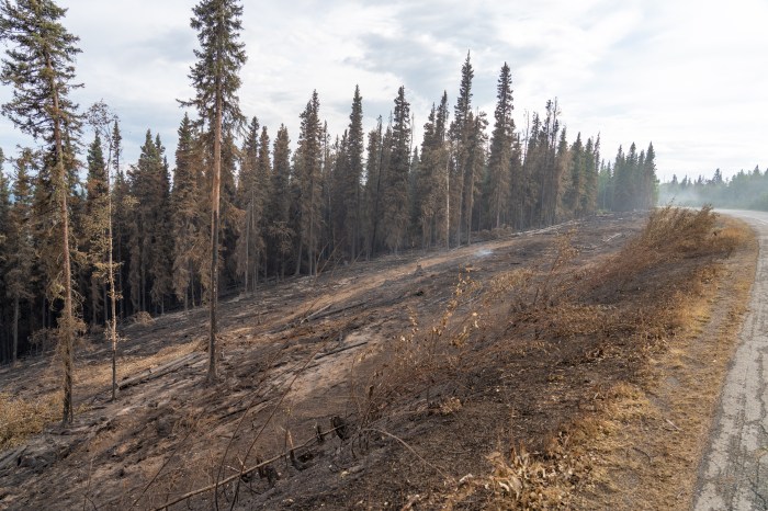 A burned forest next to the side of the highway