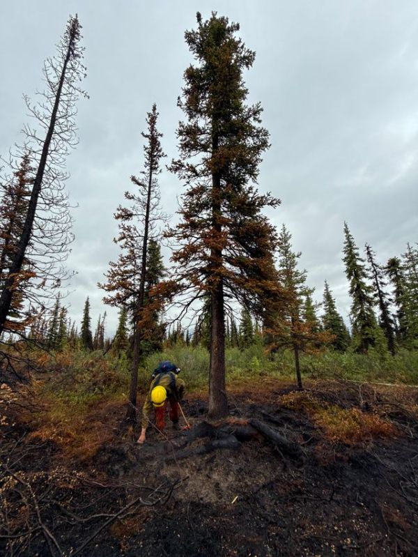 A firefighter from Southwest crew #4 cold trailing in the burn area on Nelchina Glacier Fire.