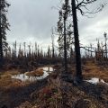 burnt trees in pockets of green on the Nelchina Glacier Fire
