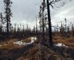 burnt trees in pockets of green on the Nelchina Glacier Fire