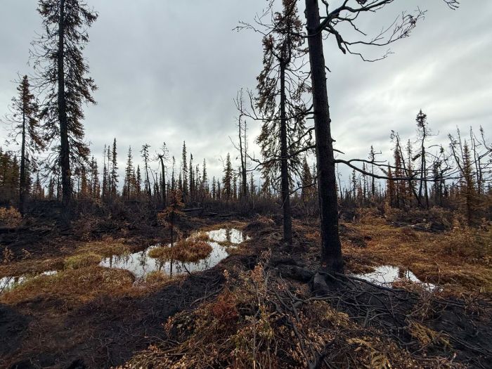 burnt trees in pockets of green on the Nelchina Glacier Fire