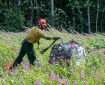 Firefighter prepares sling load in a field of fireweed on the Nenana Ridge Complex