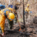 Firefighter wearing a long-sleeve, yellow Nomex shirt leans on a hand tool as they extend a bare hand to the ground, seeking out heat. The ground is charred and there are dried and broken branches surrounding the firefighter. There are two other crewmembers in the background talking.