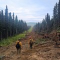Two wildland firefighters dressed in full personal protective equipment, hike down a fresh fire line. They are surrounded by black spruce trees on both sides. There are powerlines running down the left-hand side of the fire line. The rows of trees extend down to the horizon of the photo. Hills can be seen at the horizon against a partly cloudy sky.