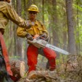 Two wildland firefighters have a conversation in the woods. They are wearing yellow, long-sleeve Nomex shirts, gloves, yellow hard hats and orange chainsaw chaps. The firefighter in the midground of the photo is the focal point. They are holding a chainsaw, bartip pointed toward the ground. There is a newly cut log in the foreground.