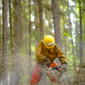 Wildland firefighter wearing a yellow hard hat with a yellow, longsleeve nomex shirt with leather gloces and orange chainsaw chaps holds a chainsaw. They are cutting into a downed tree. Saw dust is flying off the end of the saw as the sawyer works. In the background of the photo there is a shady forest of trees.