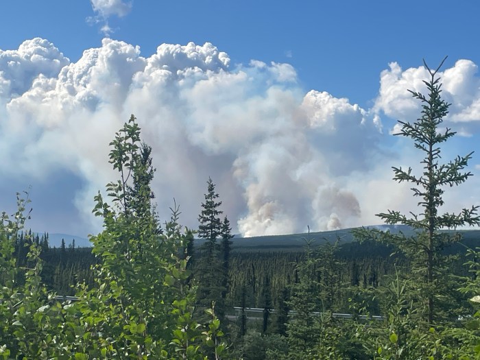 Thick columns of smoke drift skyward on a forested slope with trees in the foreground