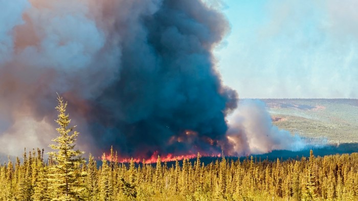A line of flames engulfs trees with dark clouds of billowing smoke