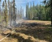 Photo shows a fireline cut and cleared through small spruce trees. There is a hose stretched down the line.