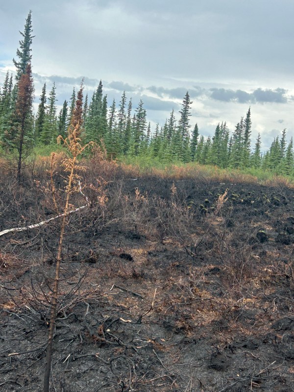Burned tundra and trees of the Onion Fire.