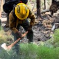 A wildland firefighter is bent over; their yellow hard hat faces the camera. They are holding a pulaski and digging into a blackened area of ground. In the foreground is a there is green, fern-like brush. In the background there is fallen timber.
