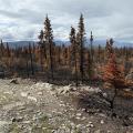Ridgetop view of burned trees on 7 Mile Lookout Fire.